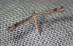 Amblyptilia pica