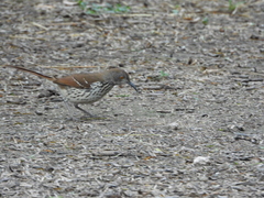 Toxostoma longirostre