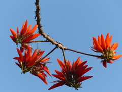 Erythrina stricta