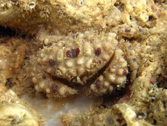 Actaeodes hirsutissimus