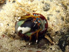 Calcinus laevimanus