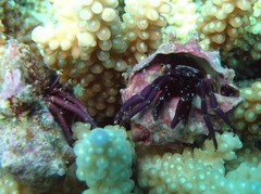 Calcinus rosaceus