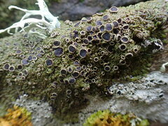 Anaptychia runcinata