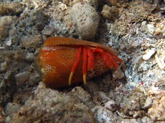 Ciliopagurus strigatus