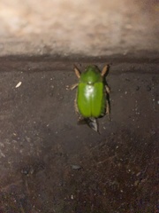 Brachysternus spectabilis