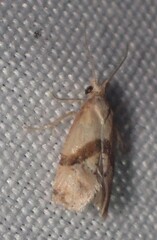 Cochylis caulocatax