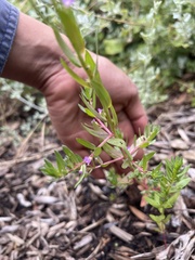 Lythrum hyssopifolia