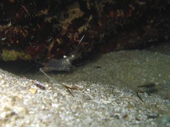 Cuapetes tenuipes