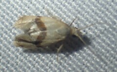 Cochylis caulocatax