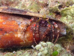 Dardanus sanguinolentus