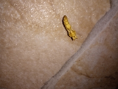 Pseudacraea lucretia