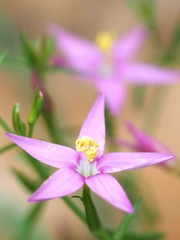 Centaurium quadrifolium
