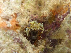 Gnathophyllum americanum