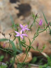 Centaurium quadrifolium