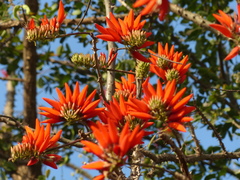 Erythrina stricta