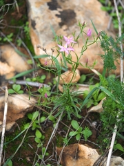 Centaurium quadrifolium