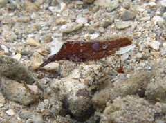 Hippolyte ventricosa