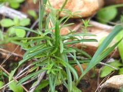 Centaurium quadrifolium
