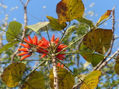Erythrina stricta