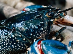 Euastacus yarraensis