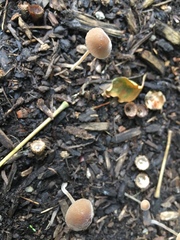 Psathyrella atrospora