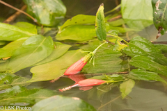 Malvaviscus penduliflorus