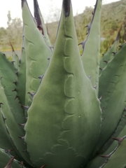 Agave flexispina