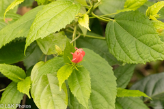 Malvaviscus penduliflorus