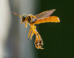 Tetragonisca angustula