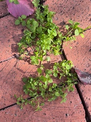 Stellaria apetala