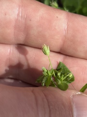 Stellaria apetala