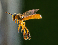 Tetragonisca angustula