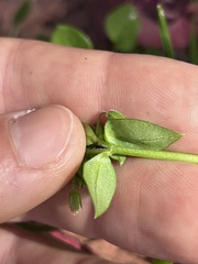 Stellaria apetala