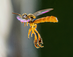 Tetragonisca angustula