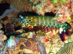 Odontodactylus scyllarus