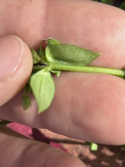 Stellaria apetala