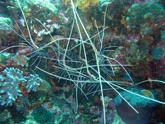 Panulirus versicolor