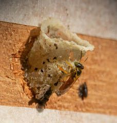 Tetragonisca angustula