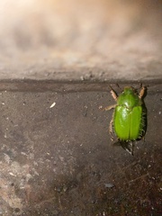 Brachysternus spectabilis