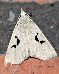 Rhosologia tripuncta