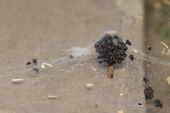 Parawixia bistriata