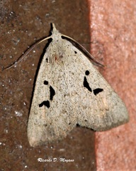 Rhosologia tripuncta