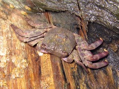 Parasesarma
