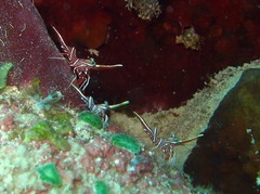 Rhynchocinetes durbanensis