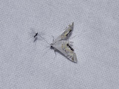 Acentropinae