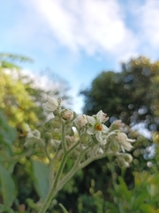 Solanum umbellatum