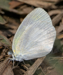 Eurema daira