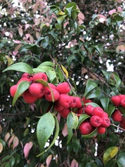 Syzygium luehmannii