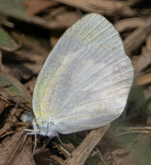 Eurema daira