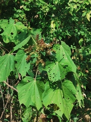 Triumfetta paniculata
